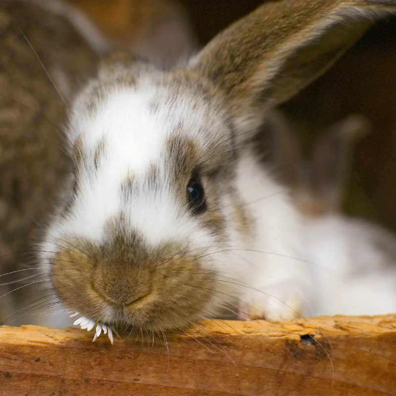 - Automatic temperature adjustment cat bedSend Supplies & Goodies To Rescued Bunnies