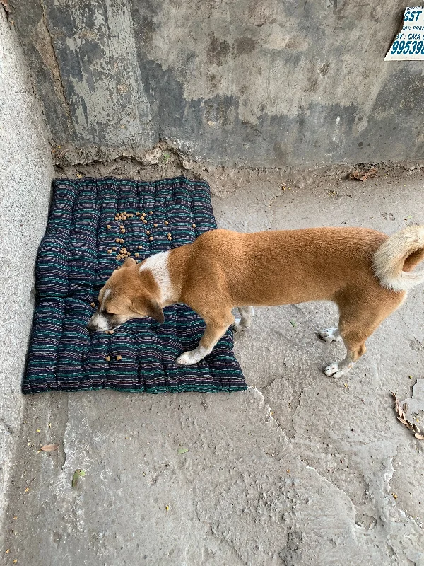- Elderly dog ​​joint care mattressBeds for Stray Dogs